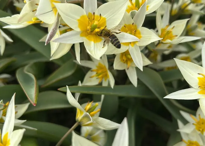 Eilantgeluk Tatil Evi Oudesluis (North Holland)